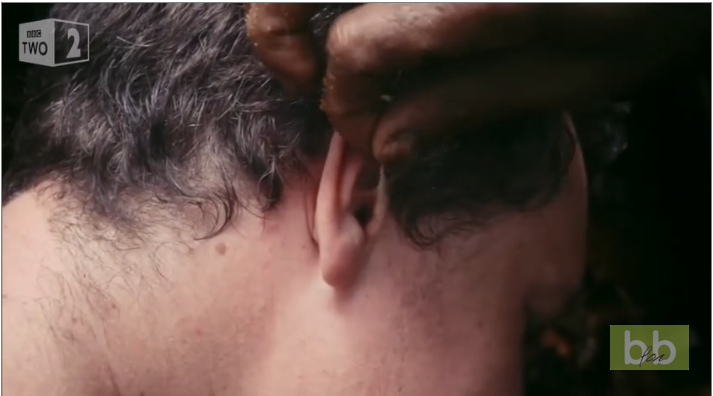 Des larves pour se nettoyer les oreilles dans la jungle