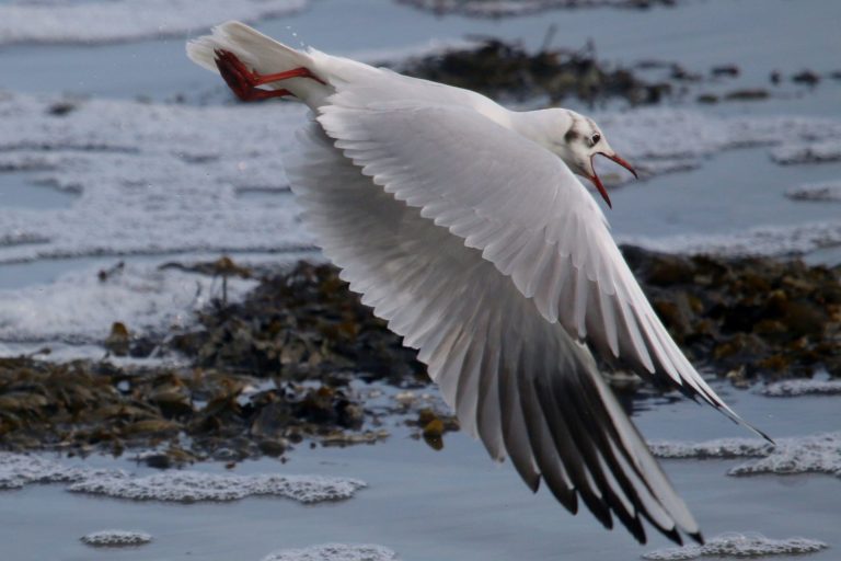 Une blonde qui qui voulait nourrir les mouettes