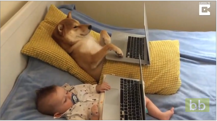 Soirée NETFLIX pour ce chien et ce bébé