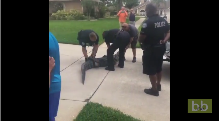 Un alligator met KO un trappeur en Floride