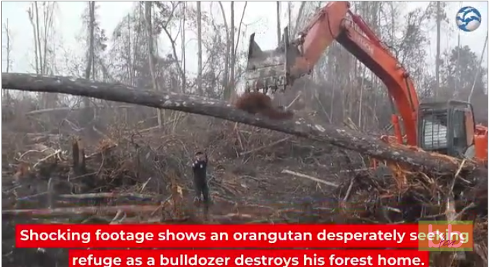 Un orang-outan attaque un bulldozer