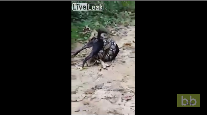 Des villageois sauvent ce chien de l’étreinte d’un python