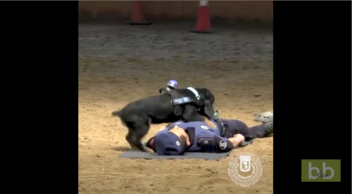 Un chien policier tente de réanimer son maitre qui fait un malaise
