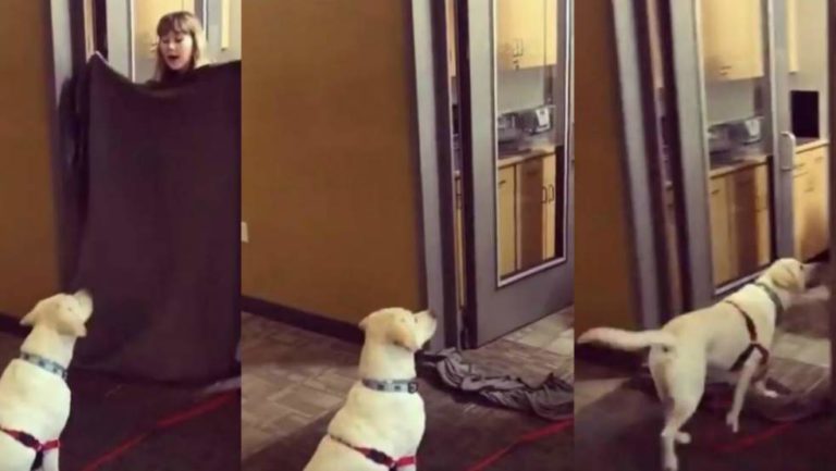 Ces maitres font un tour de magie à leurs chiens