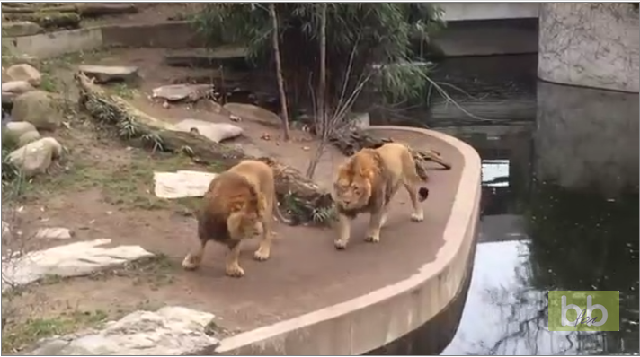 Un lion maladroit tombe à l&rsquo;eau