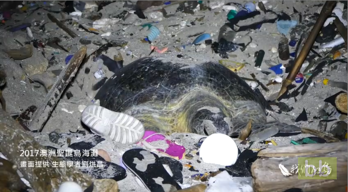 En Australie, une tortue de mer pond ses oeufs sur la plage au milieu des déchets