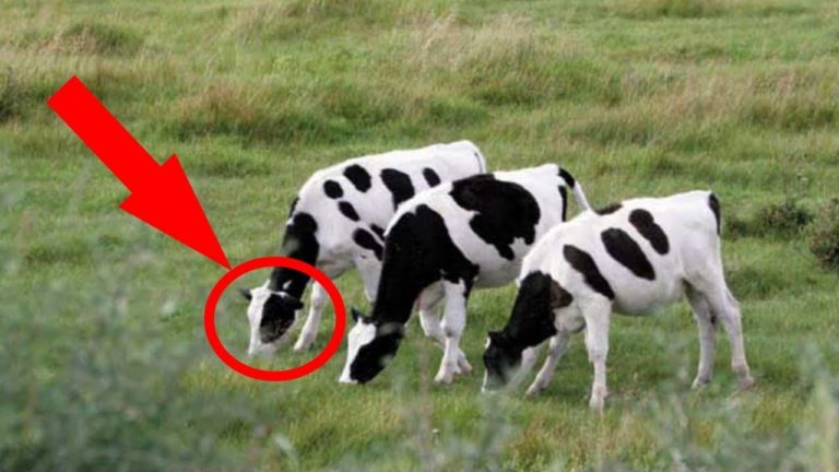 5 choses étranges que la science ne peut pas expliquer