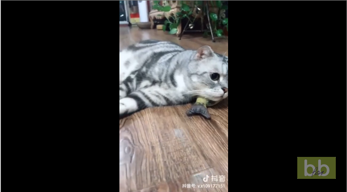 Un chat et son esclave
