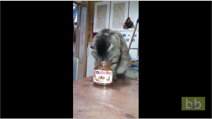 Les chats aussi adorent le Nutella, la preuve !!