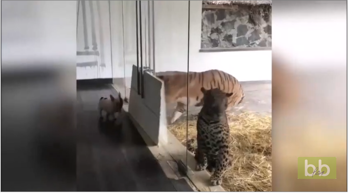 Un chien téméraire cherche les embrouilles à un tigre…