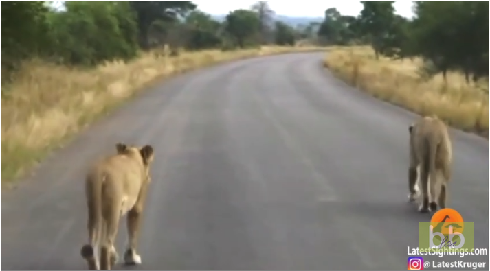 Un lion vient mordre les pneus d&rsquo;une voiture et les fait exploser