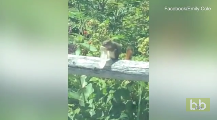 Un écureuil a trouvé de quoi se nourrir dans un préservatif !