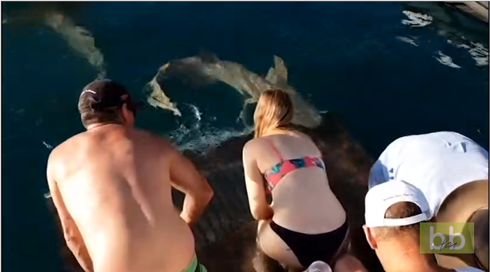 Une femme se fait mordre le doigt en voulant nourrir un requin