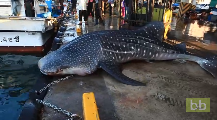 Ils remettent à l’eau un requin-baleine impressionnant