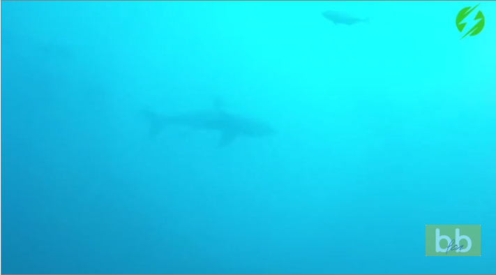 Ce plongeur se met à paniquer quand il aperçoit un requin blanc tout proche