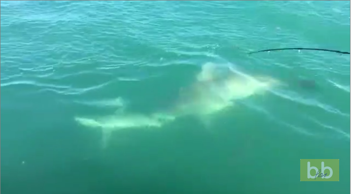 Un requin énorme vient dévorer la queue d&rsquo;un autre requin