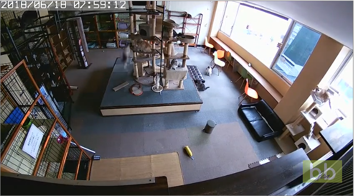 Des chats réagissent plusieurs secondes avant l’arrivée des secousses d’un séisme au Japon.