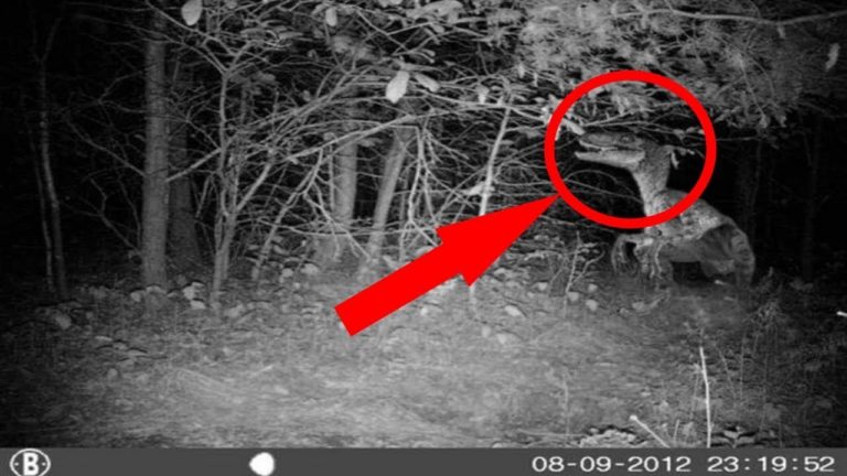 UN DINOSAURE VIVANT a été TROUVÉ sur cette ÎLE