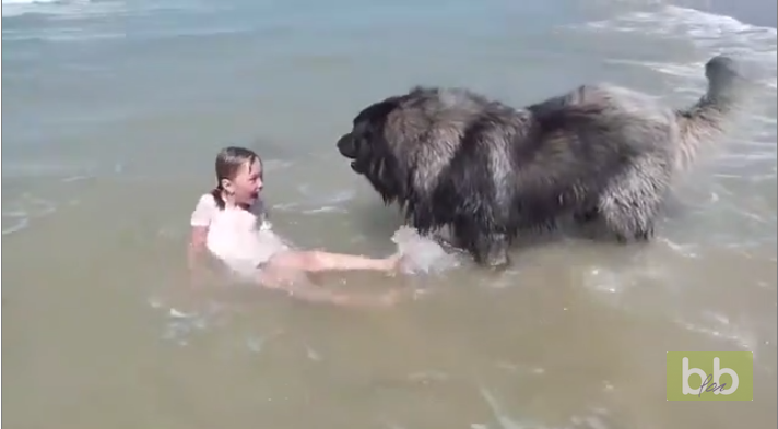 Un chien sort une fillette de l&rsquo;eau en Normandie