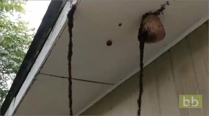 Quand une colonie géante de fourmis attaque un nid de guêpes