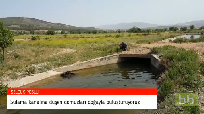 Cet homme sauve les sangliers qui tombent dans un canal