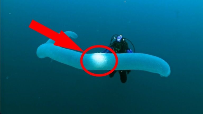 5 Animaux Transparents qui Existent Vraiment