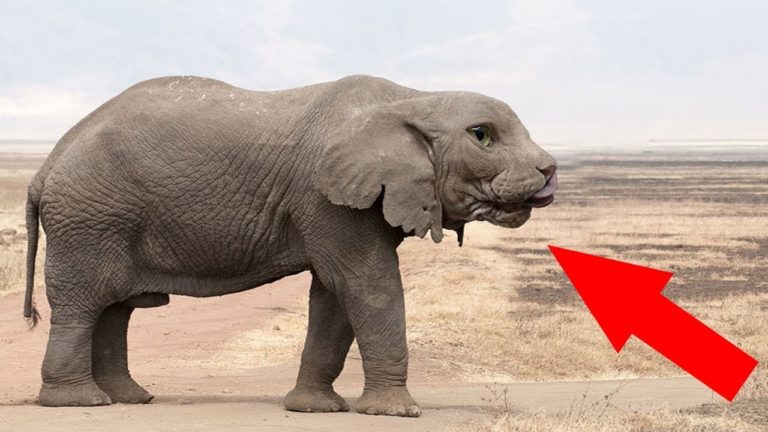 7 Animaux Étranges crée par les Scientifiques !