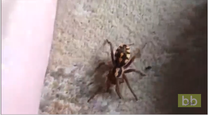 Il nous montre son araignée Goliath… et elle porte bien son nom !