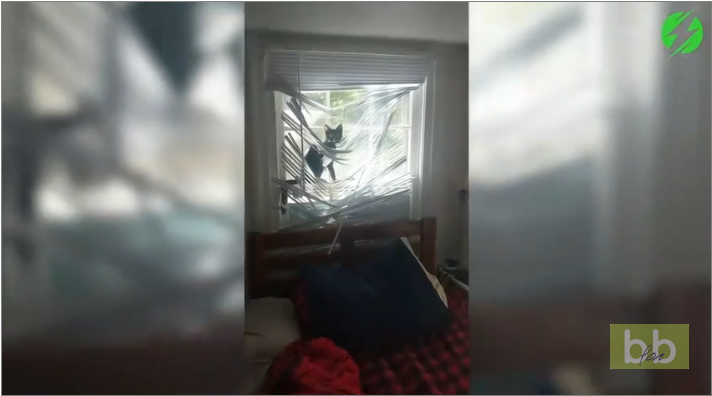 Quand tu retrouves ton chat dans le store du salon