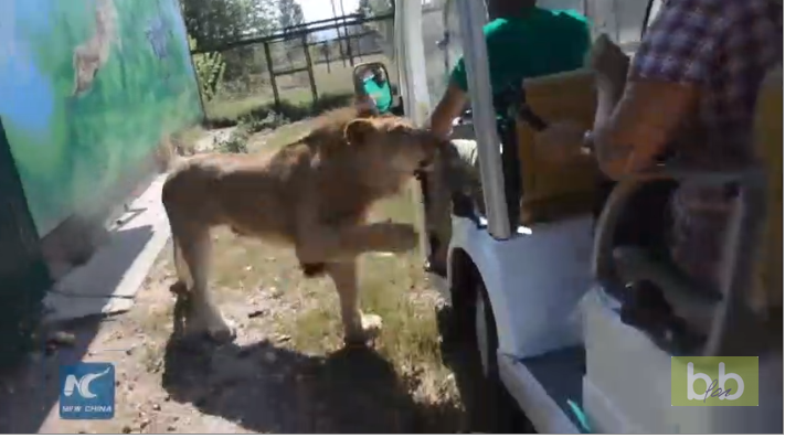 Un lion saute dans la voiture de touristes dans un zoo