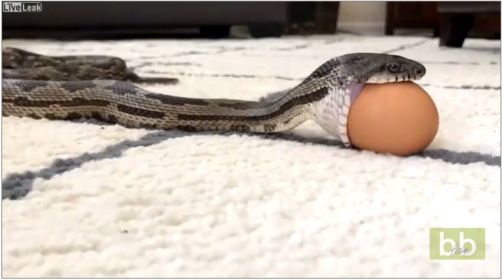 Étonnant ! Ce serpent avale un œuf de poule en entier !