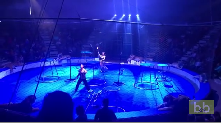 Un tigre perd connaissance dans un cirque