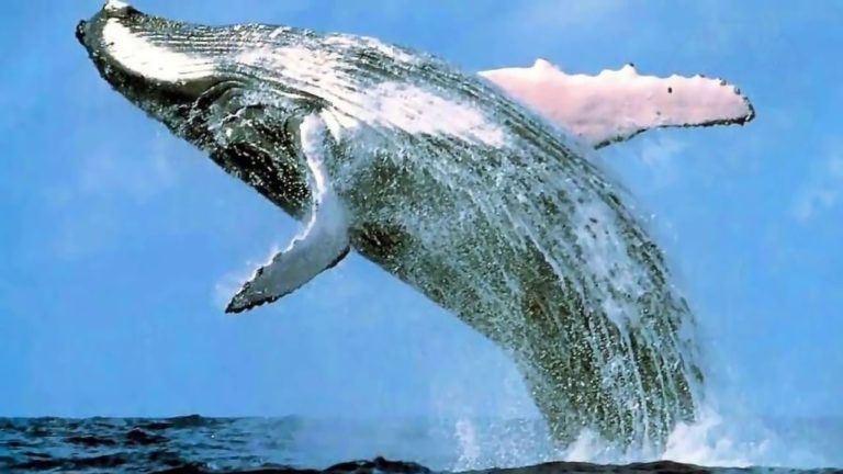 LES 10 PLUS GRANDES CHOSES DU MONDE