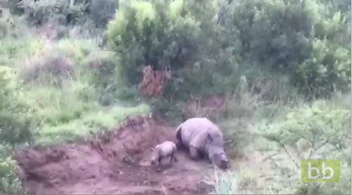Un bébé rhinocéros essaie de réveiller sa mère morte