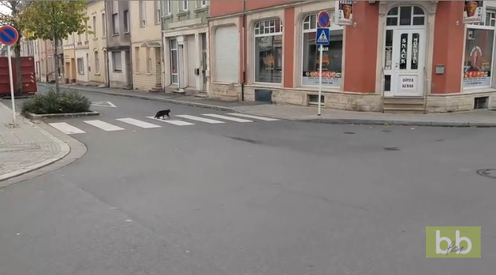 Quand un chat aperçoit un rat qui se balade dans la rue