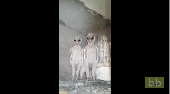 Deux créatures flippantes découvertes dans un grenier en Inde.