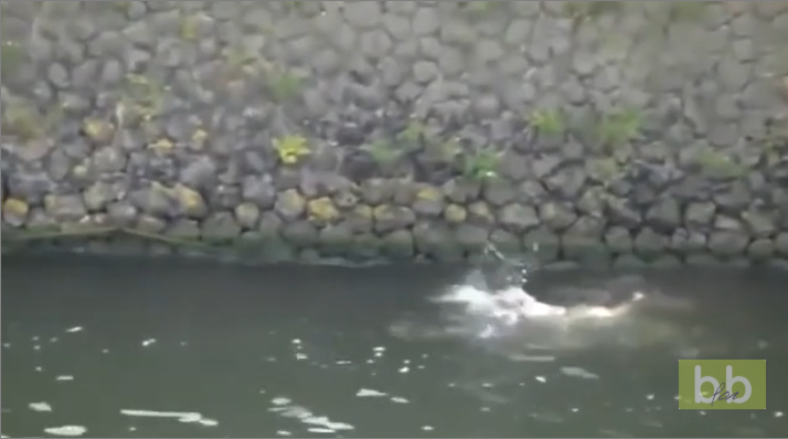 Une femme saute dans un canal pour sauver un chien de la noyade