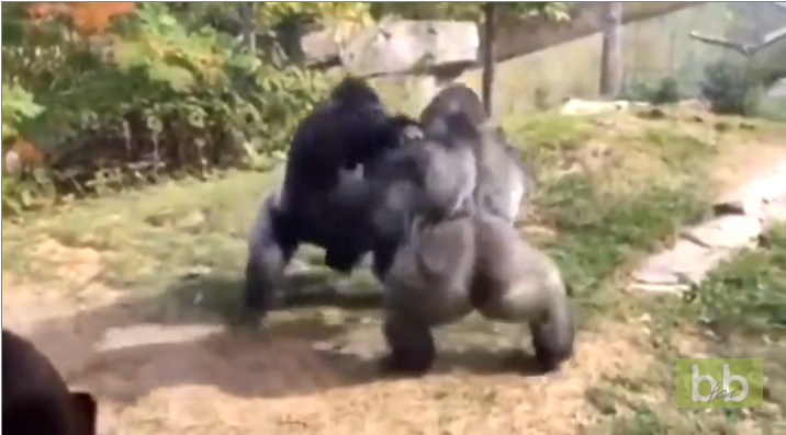 Deux gorilles règlent leurs comptes dans un zoo