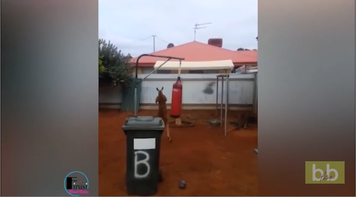 Il trouve un kangourou qui boxe dans son jardin