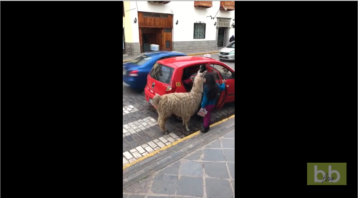 Quand un lama prend un taxi au Pérou