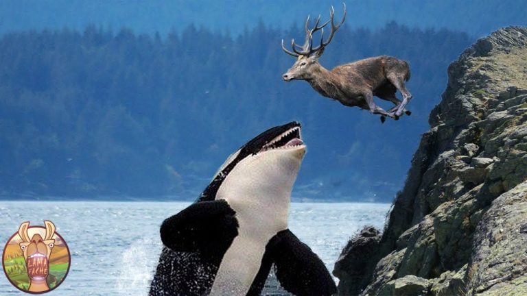 10 ANIMAUX MARINS QUI MANGENT DES ANIMAUX TERRESTRES