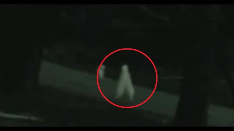 5 créatures terrifiantes filmés en direct