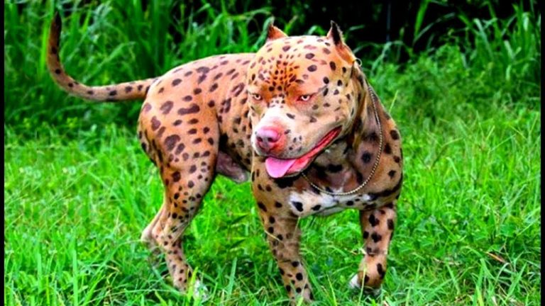 LES 10 RACES DE CHIENS LES PLUS RARES AU MONDE