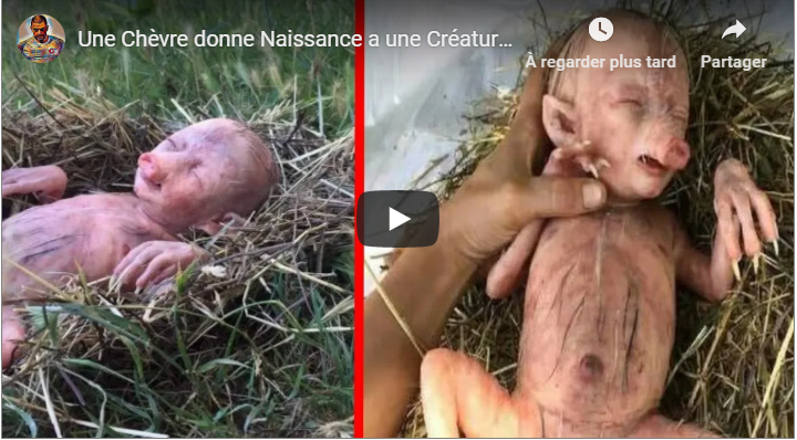 Une Chèvre donne naissance a une créature humaine