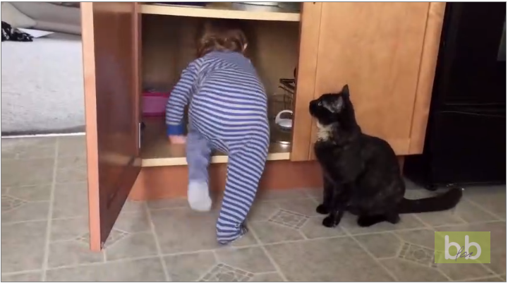 Regardez comment le chat de la maison se débarrasse d&rsquo;un bébé gênant!