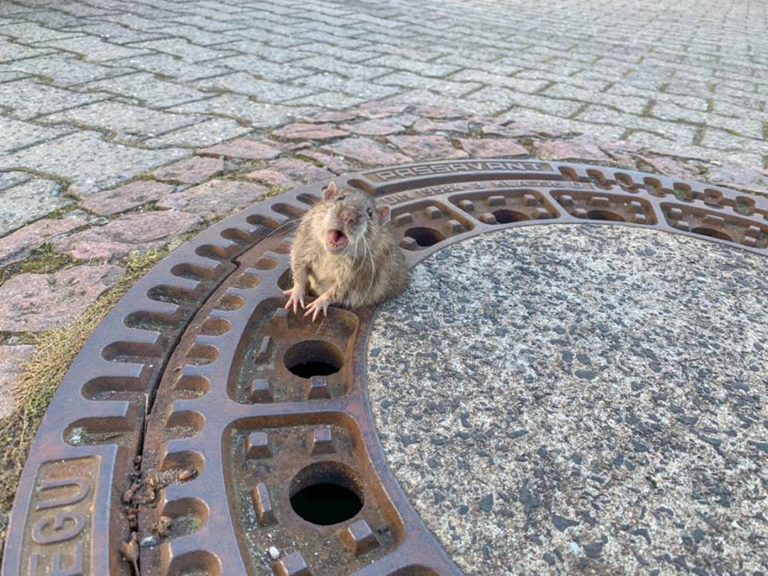 Un rat coincé dans une plaque d&rsquo;égout devient la star des réseaux sociaux !