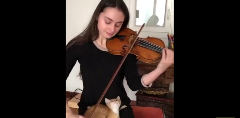 Ce chaton est hypnotisé par le violon joué au-dessus de lui !