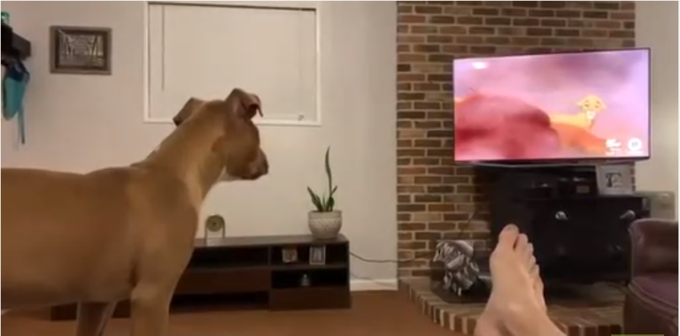 Ce chien se met à pleurer en regardant Le Roi Lion