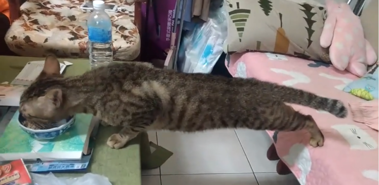 Un chat prêt à tout pour manger sa gamelle