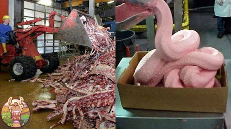 10 SECRETS SUR VOS ALIMENTS PRÉFÉRÉS QUE VOUS N’AIMERIEZ PAS CONNAÎTRE